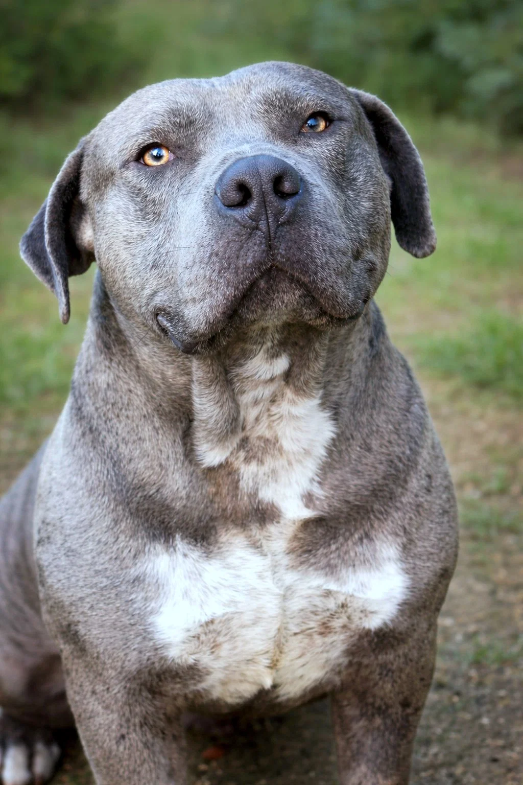 Argo - Bully x 