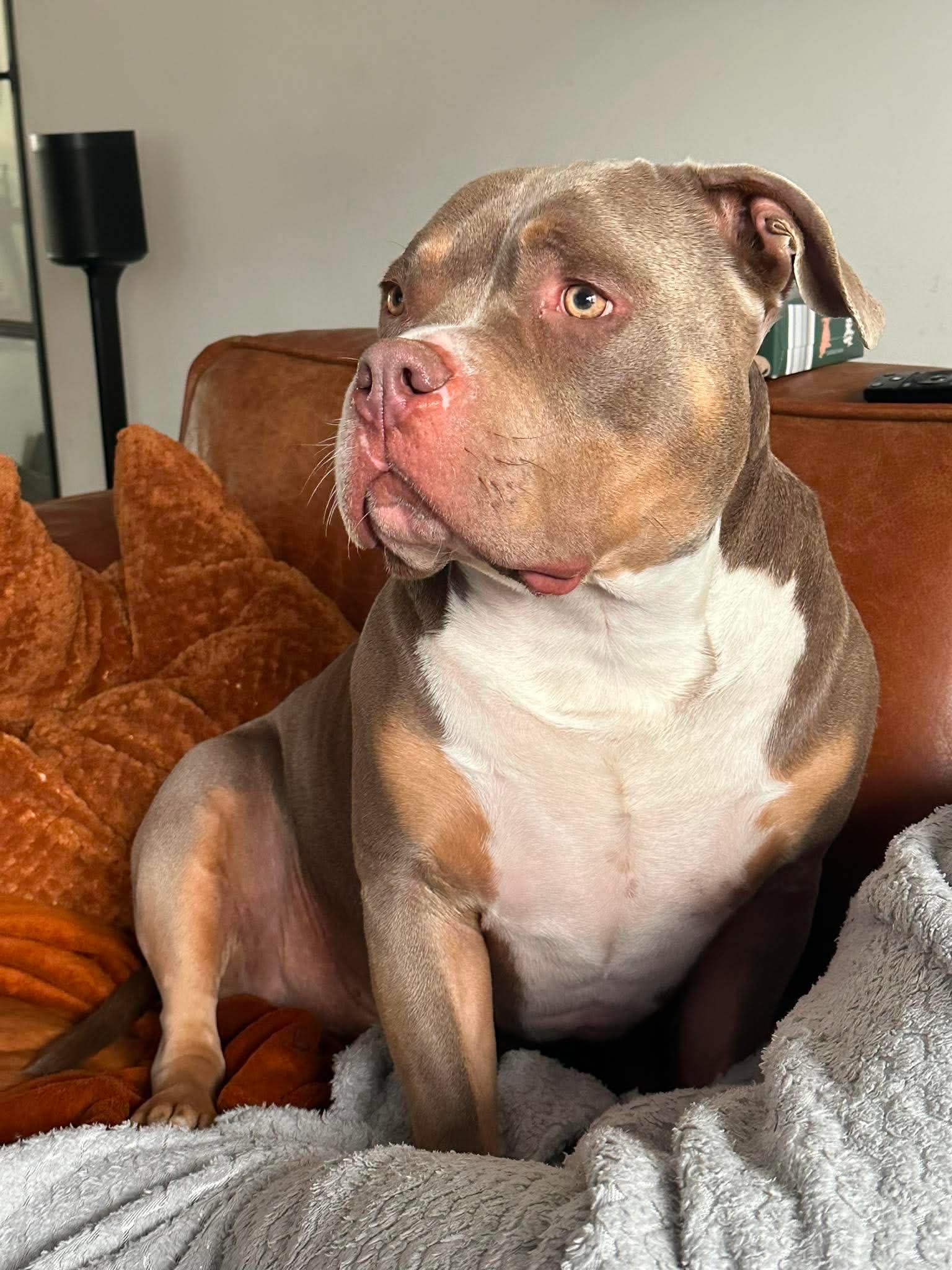Billy - Standaard bully