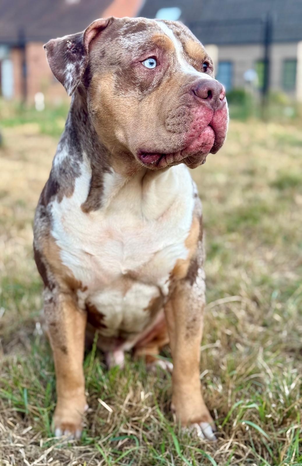 Chief 2