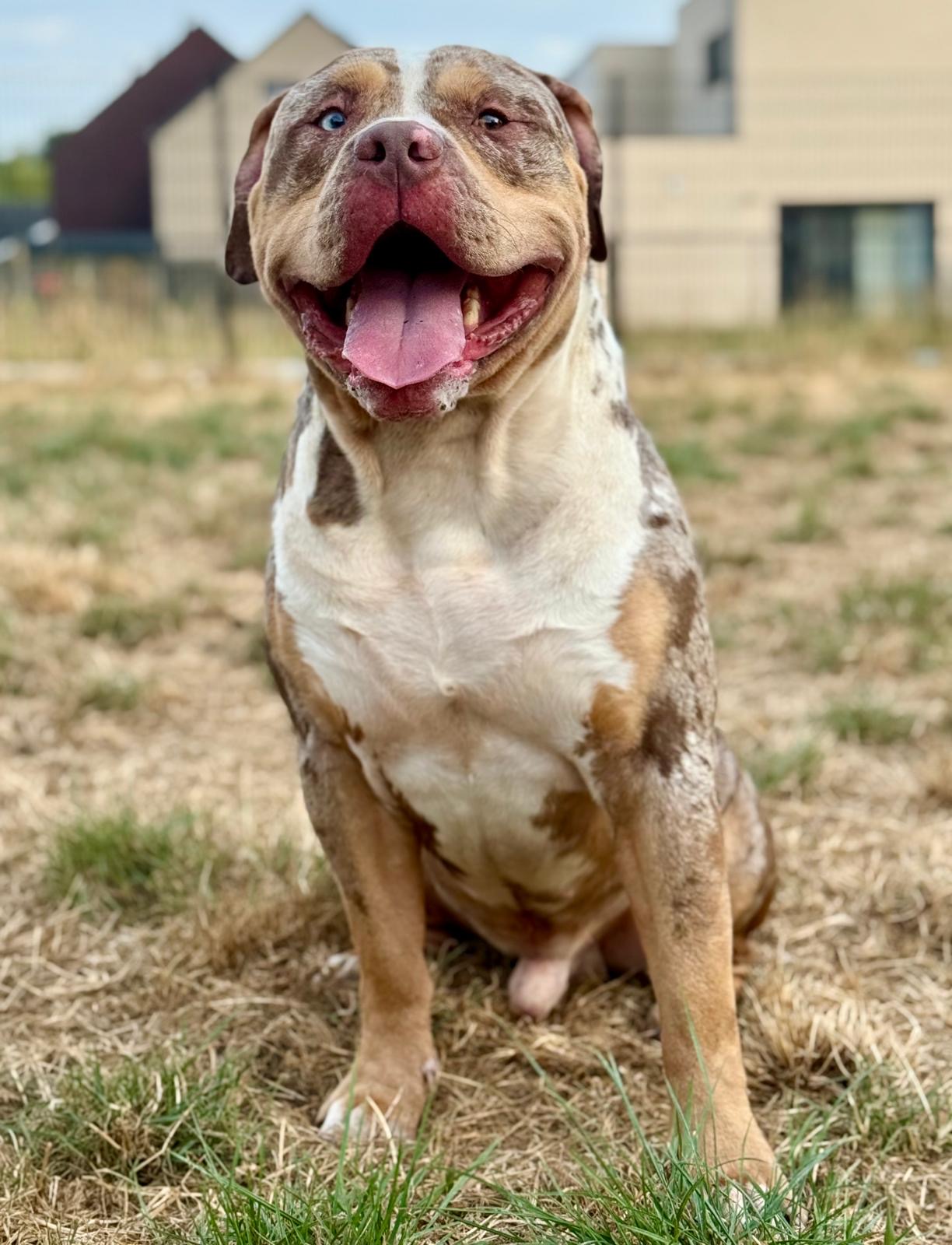 Chief 3