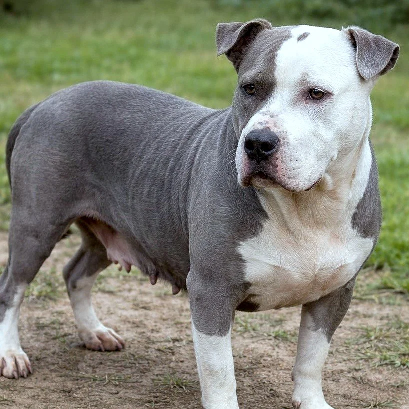 Didi - Stafford x bully 