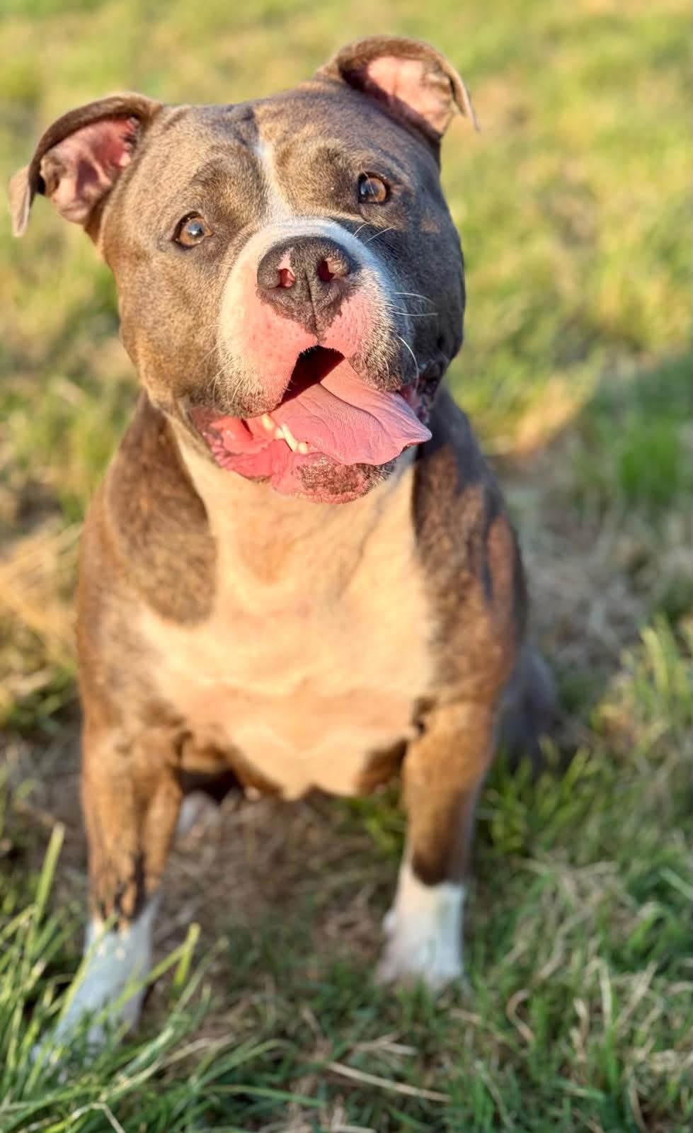 Diva - American bully