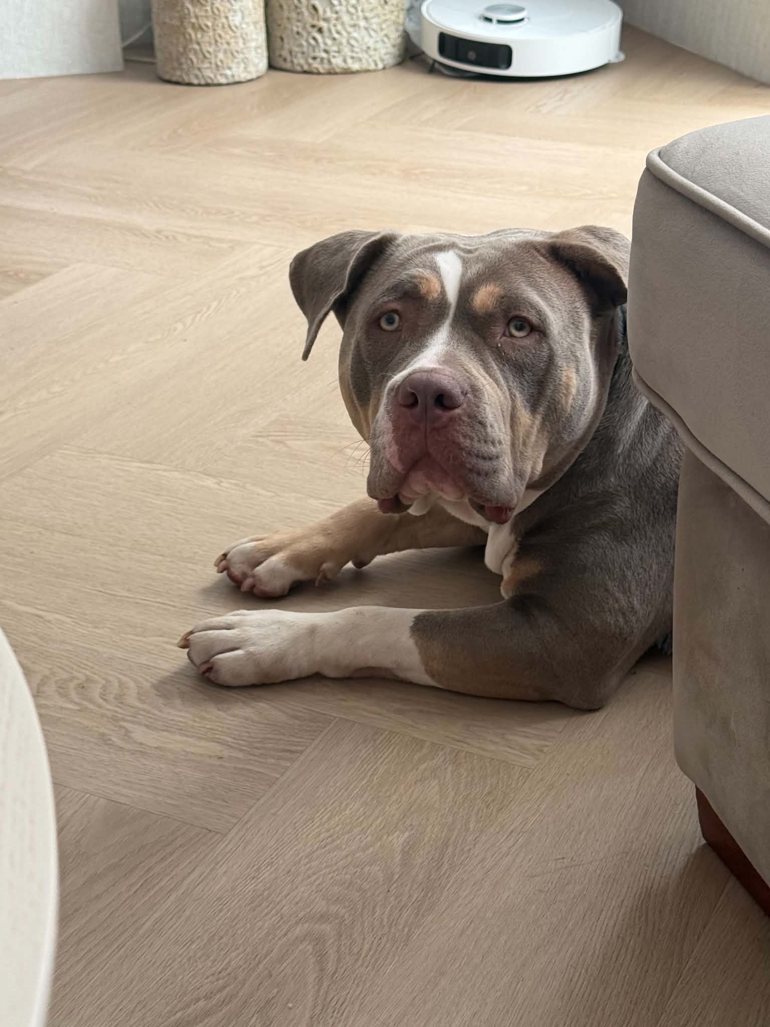 Fay - American bully xl