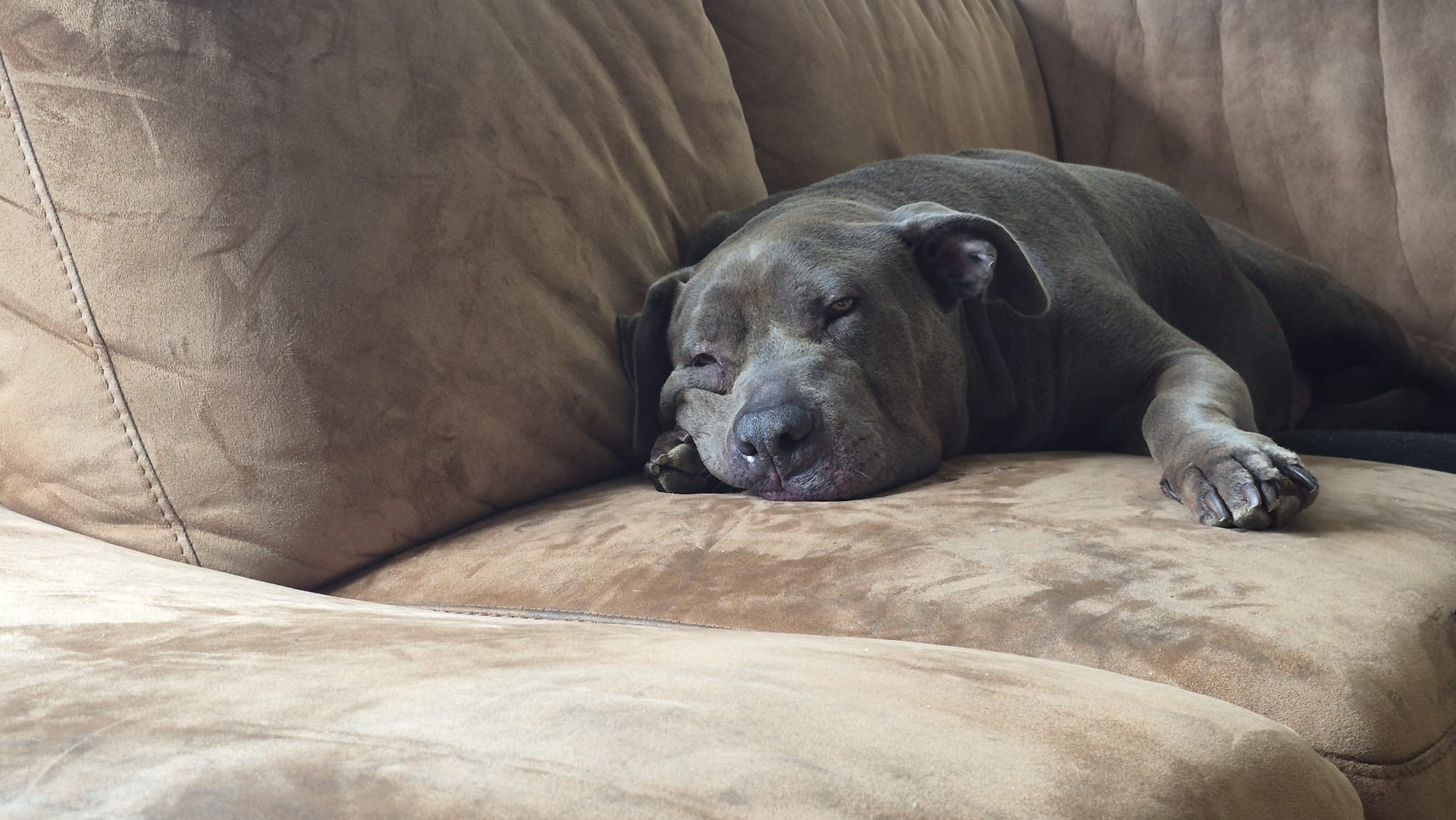 Ivy  - American bully XL 