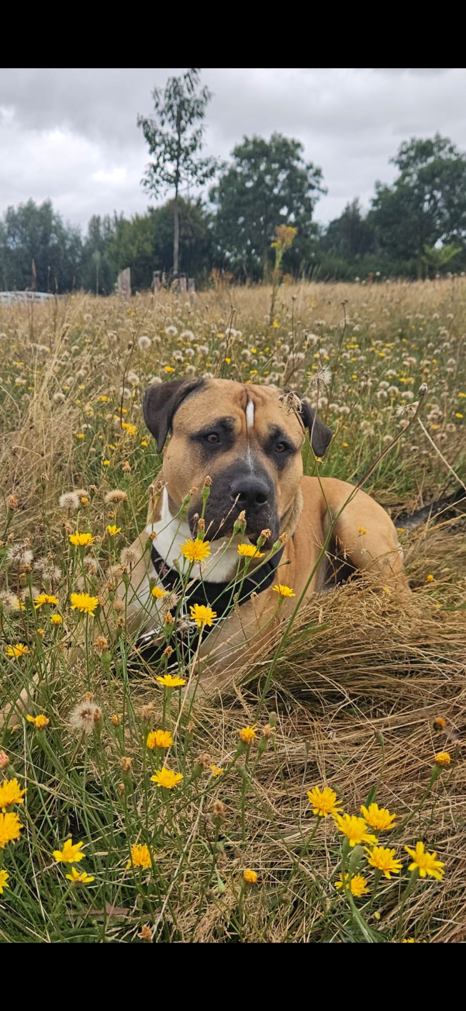 Jack - American bully XL