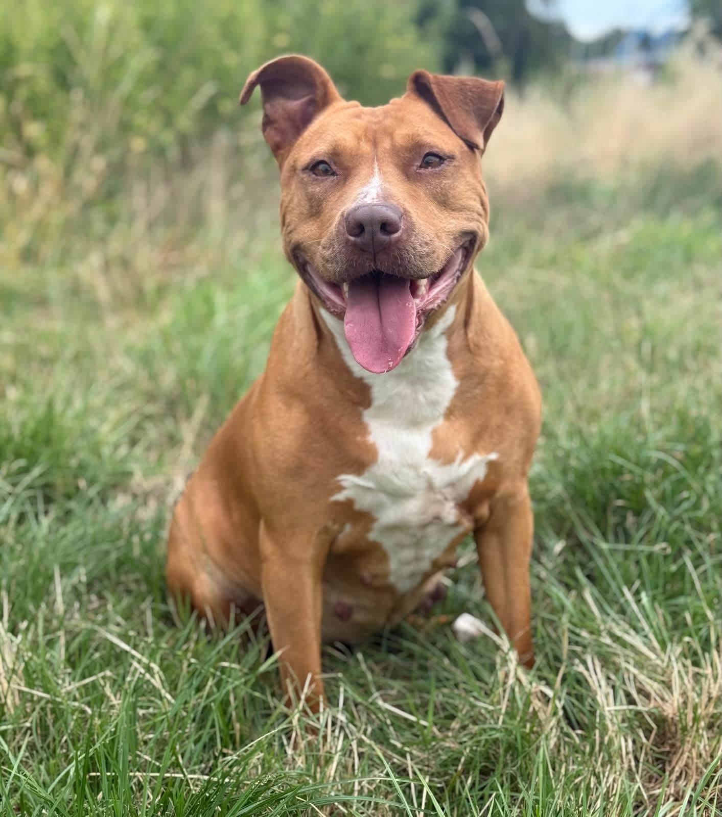 Lena - Pitbull kruising 