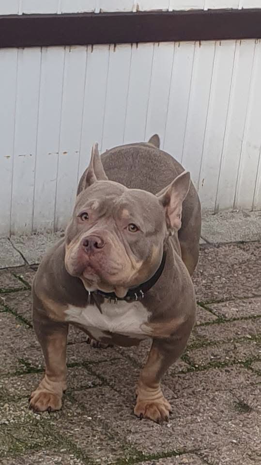 Lola - Pocket bully 