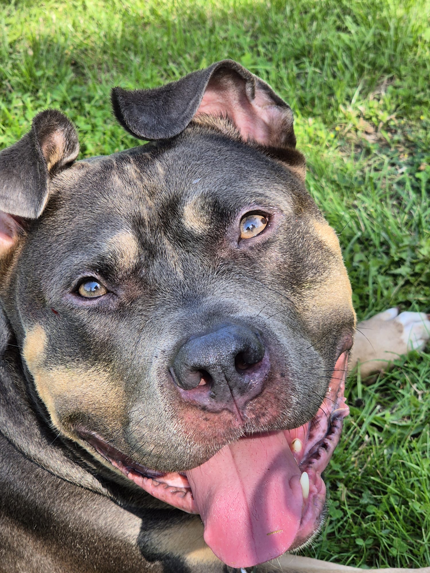 Mack - American bully XL
