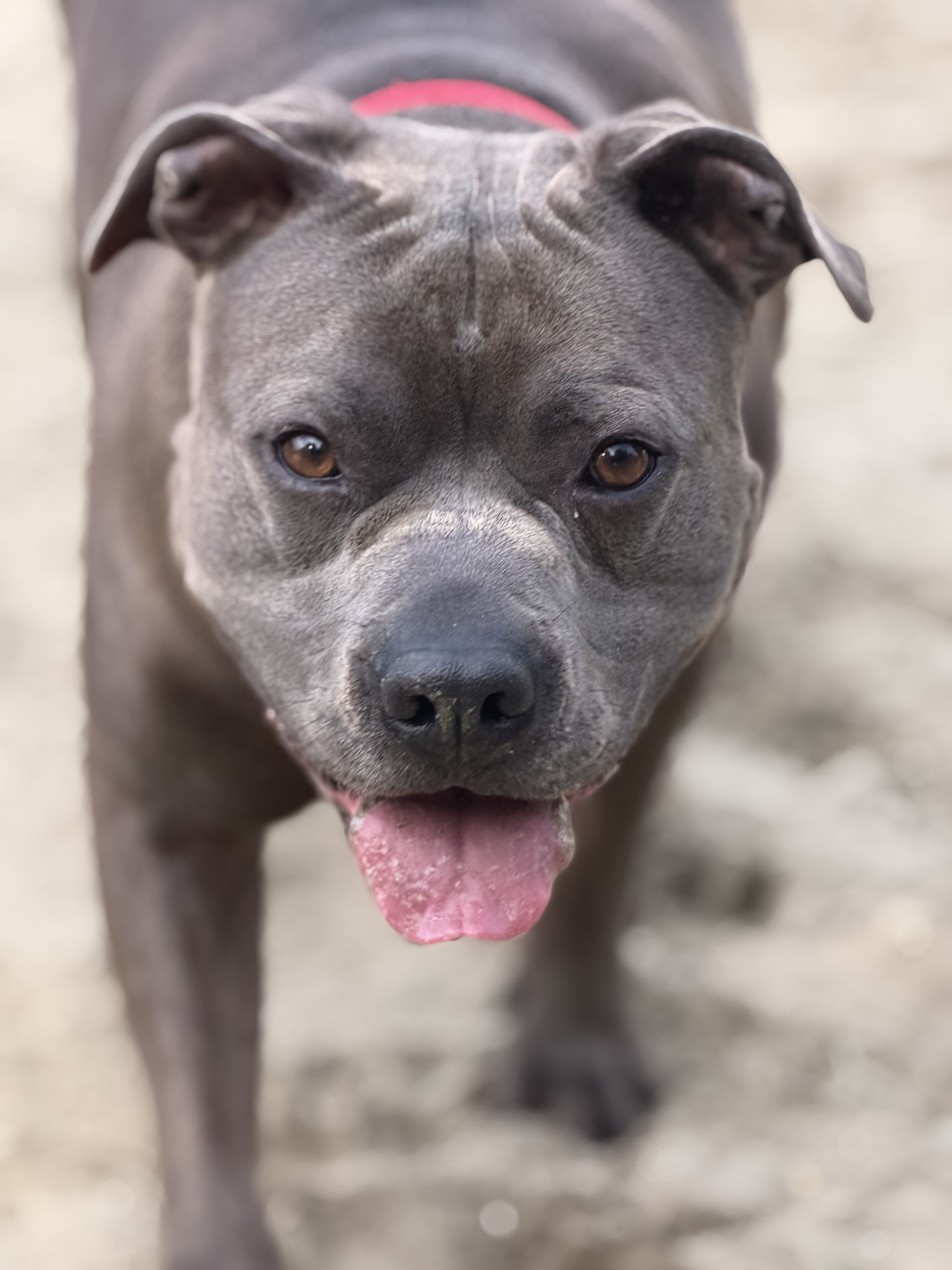 Manouk - American bully standard