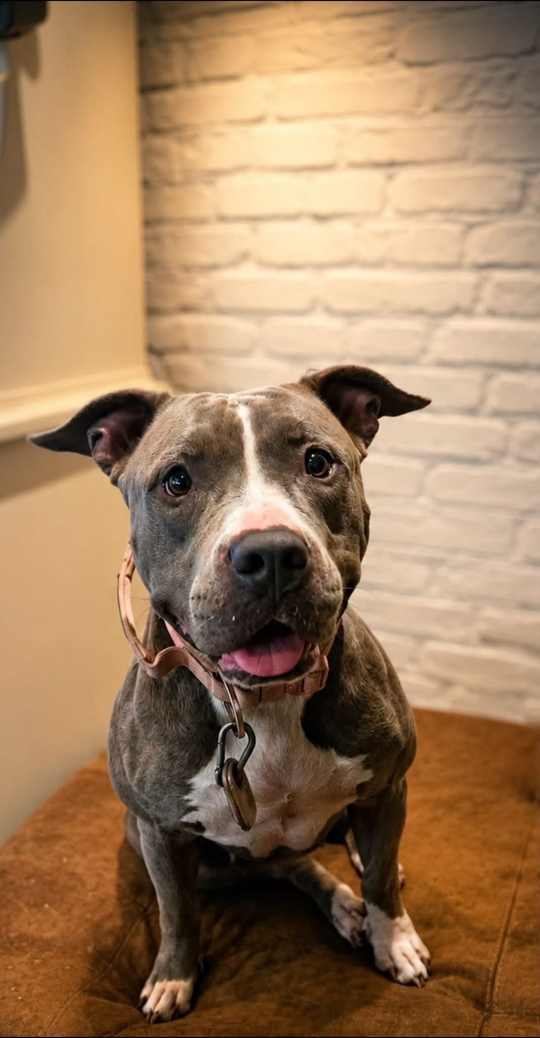 Maze - Stafford x bully 