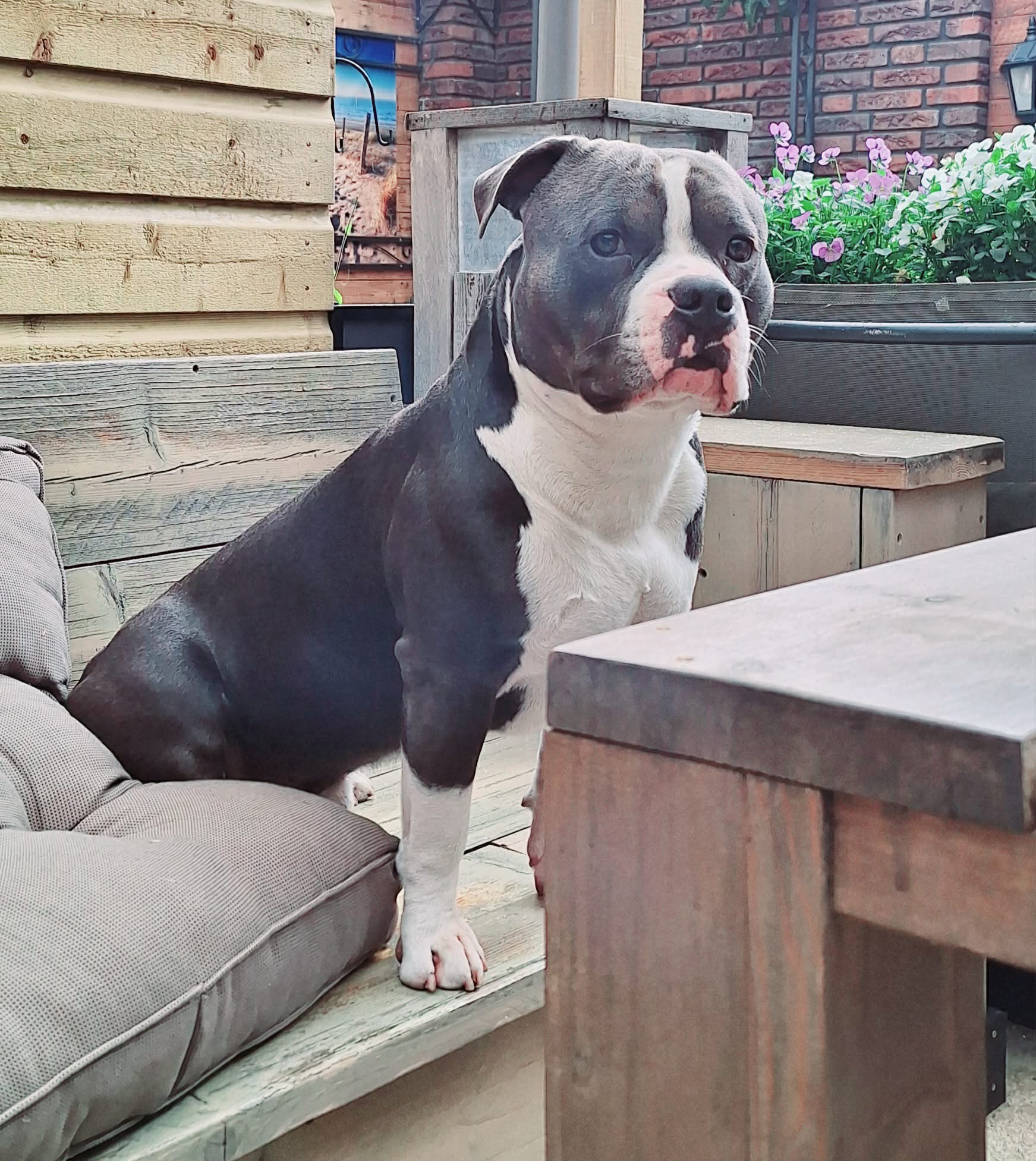 Mika  - American Bully standaard 
