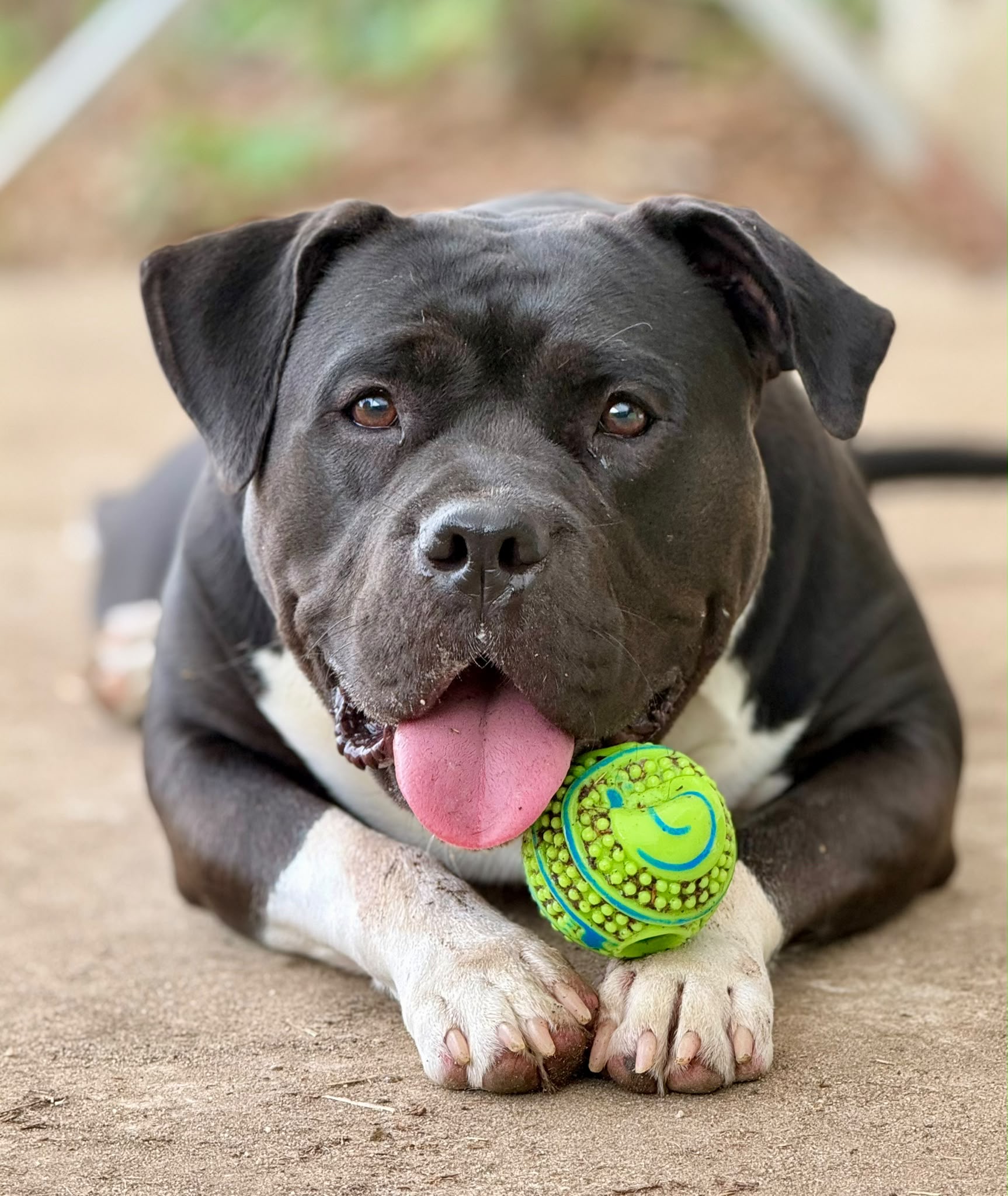 Shady - American bully XL