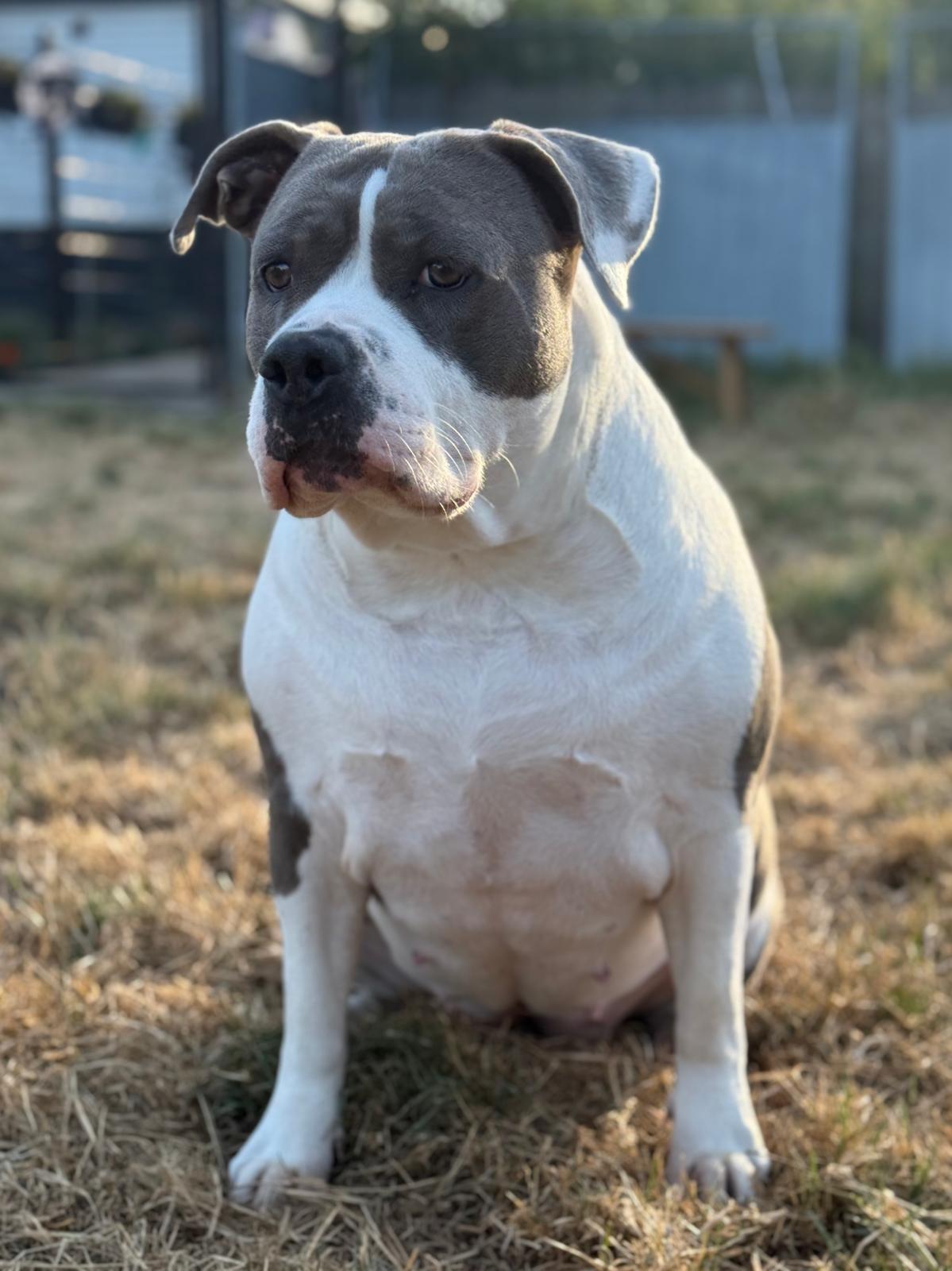 Shady - American bully standaard
