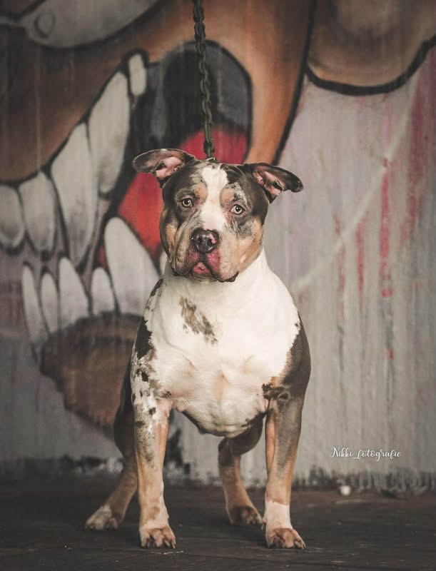 Thor - American bully 