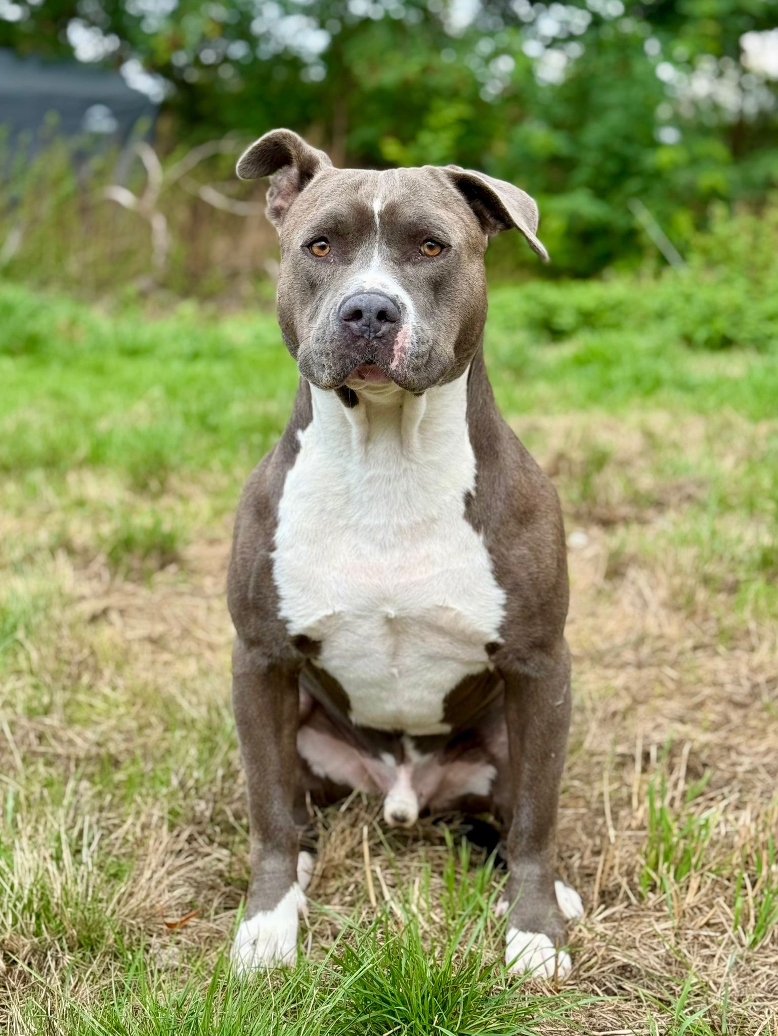 Tyco  - Stafford x bully 