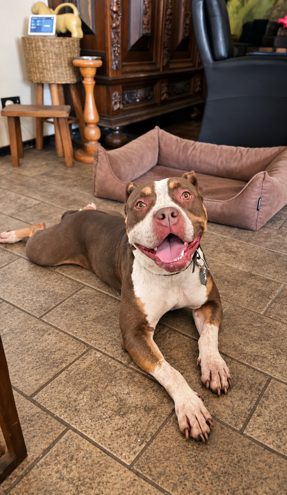 Yara - American bully 